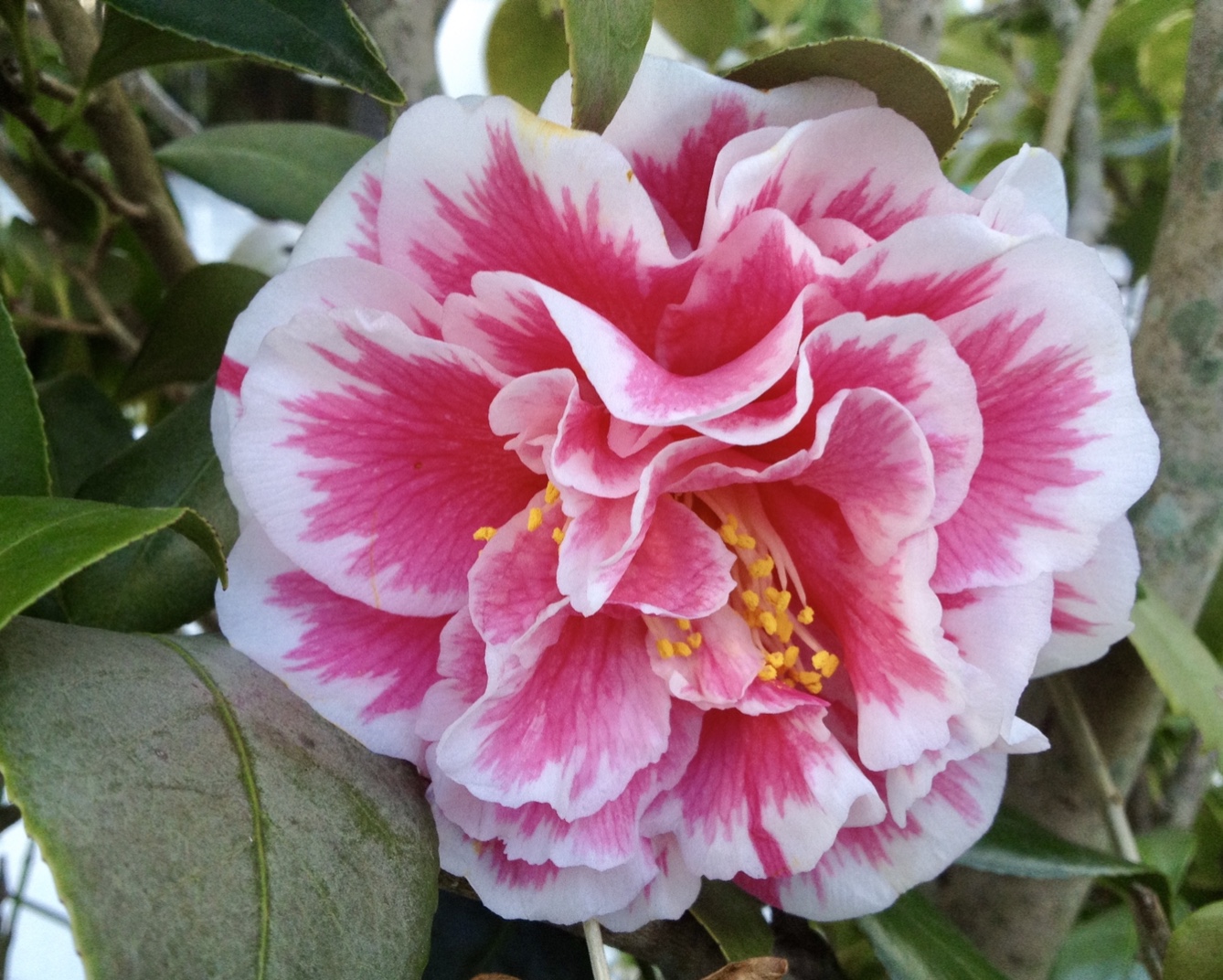 ALEXANDRE ポニー/ CAMELIA PASTEL Why I love Camellias | ALEX CALAMIA