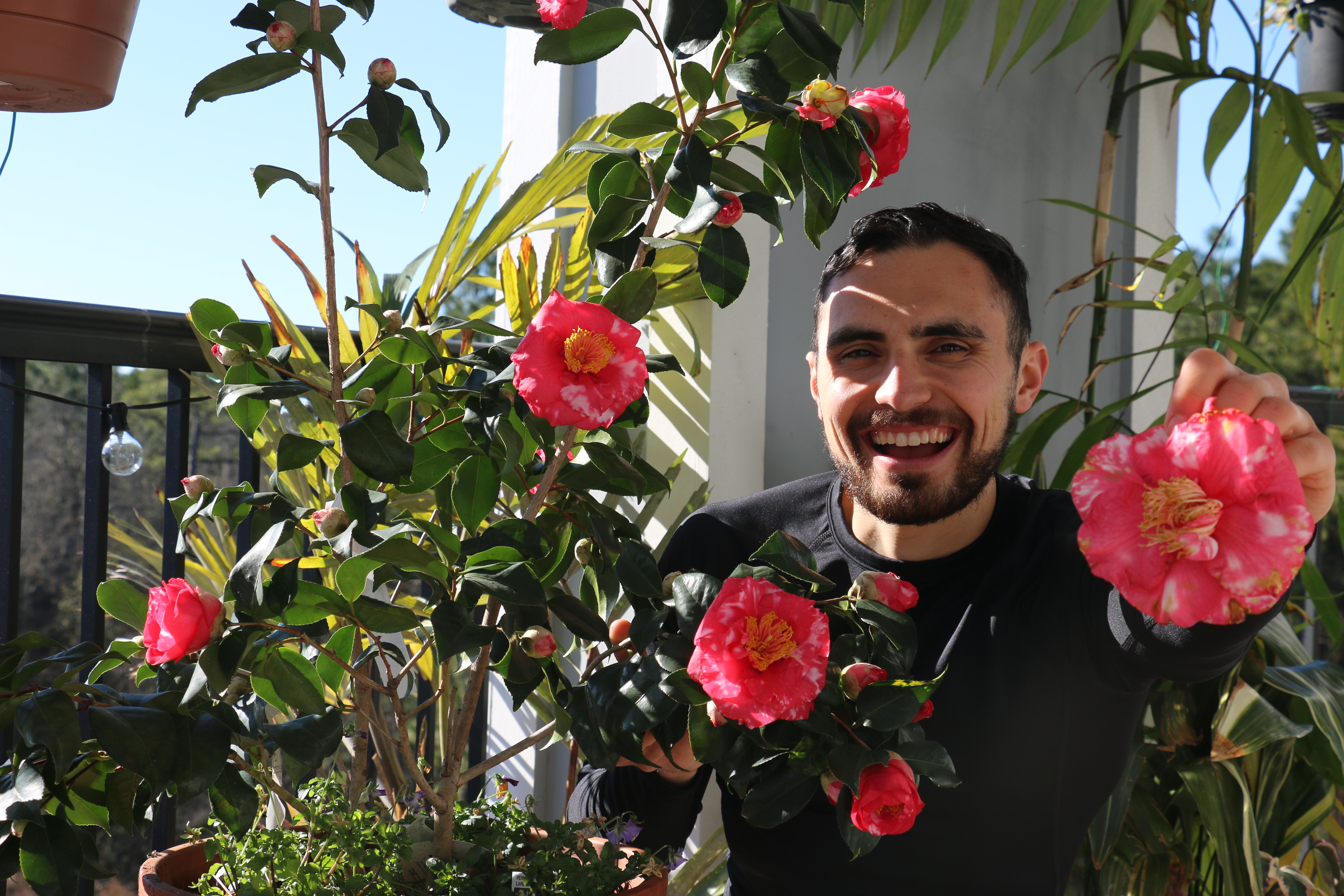 Why I love Camellias | ALEX CALAMIA