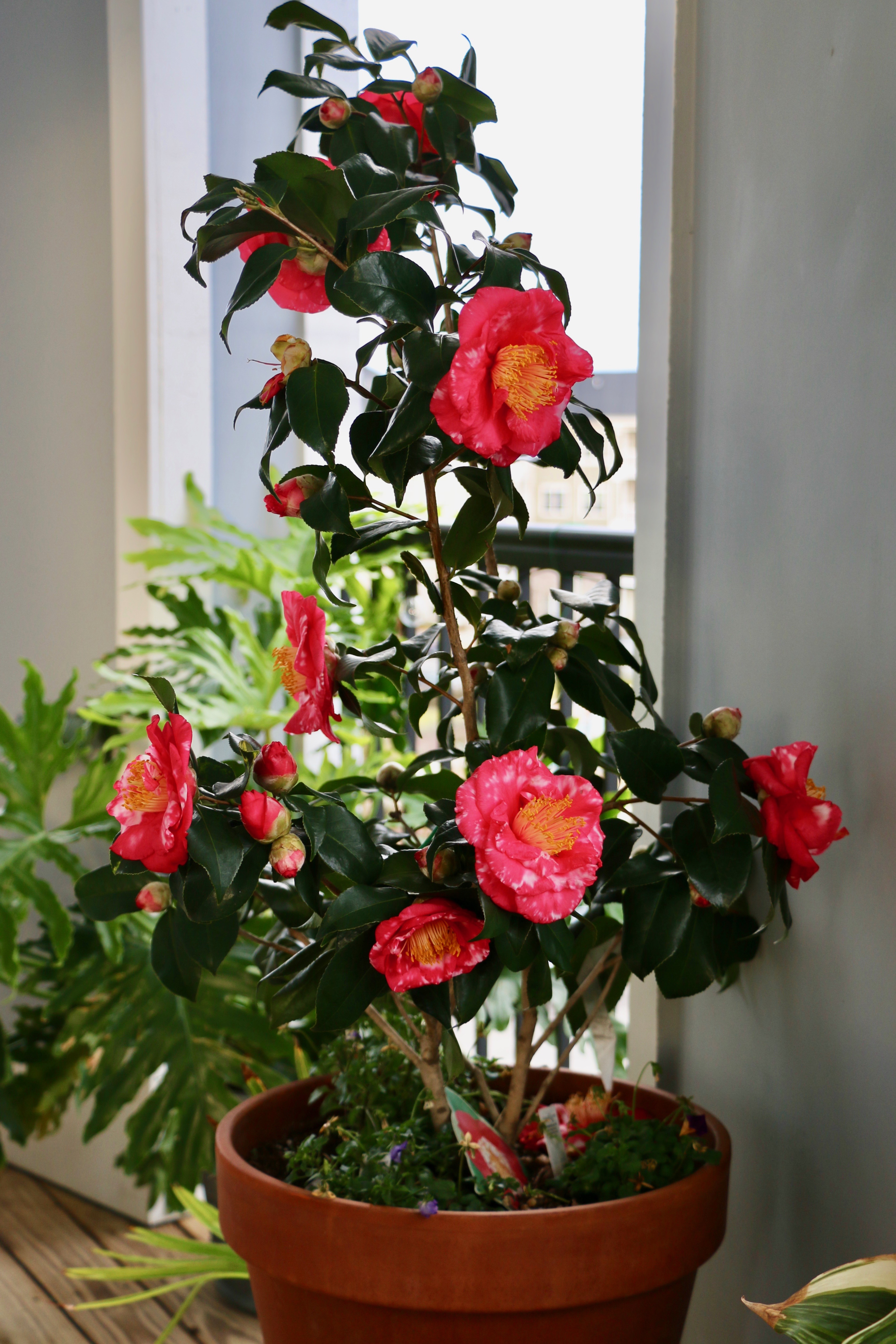 Why I love Camellias | ALEX CALAMIA