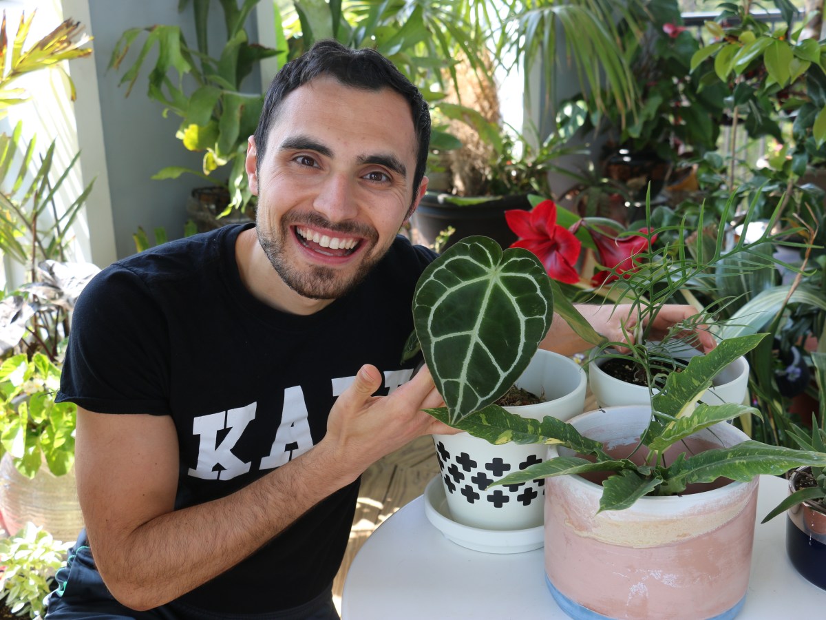 I’m now the proud owner of a trendy houseplant | Here’s why they’re in such high&nbsp;demand.